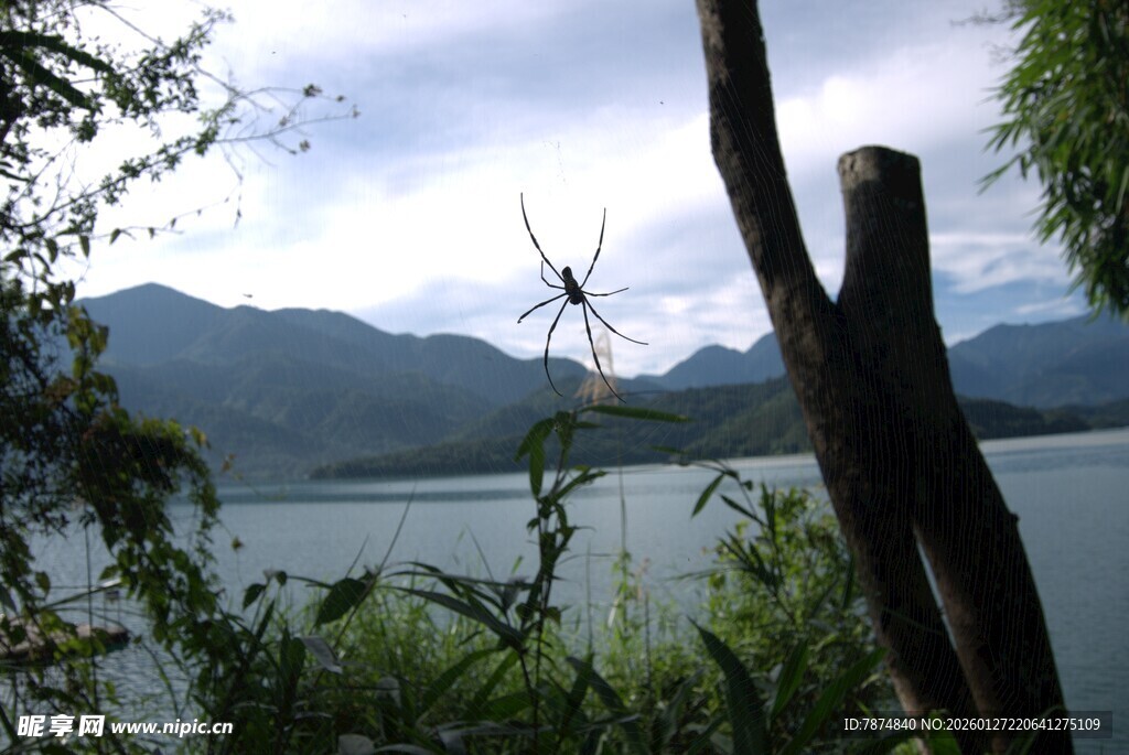 湖畔枯树与远山美景