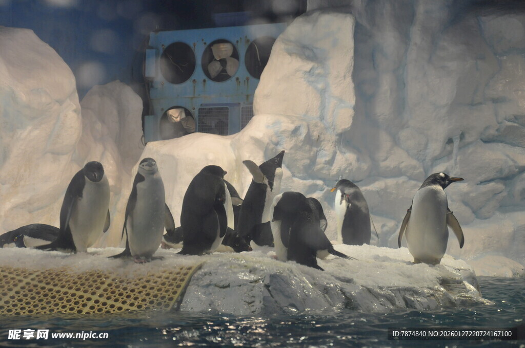 企鹅群聚于冰雪环境中