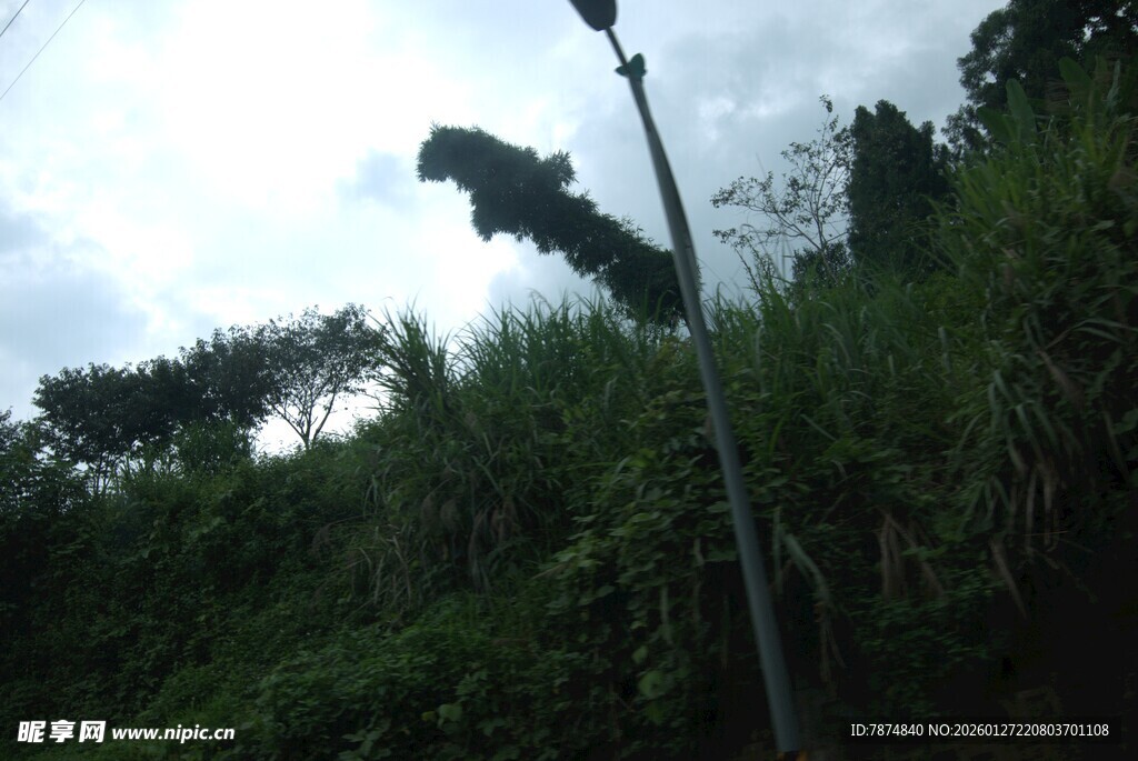 山坡上的路灯与绿植