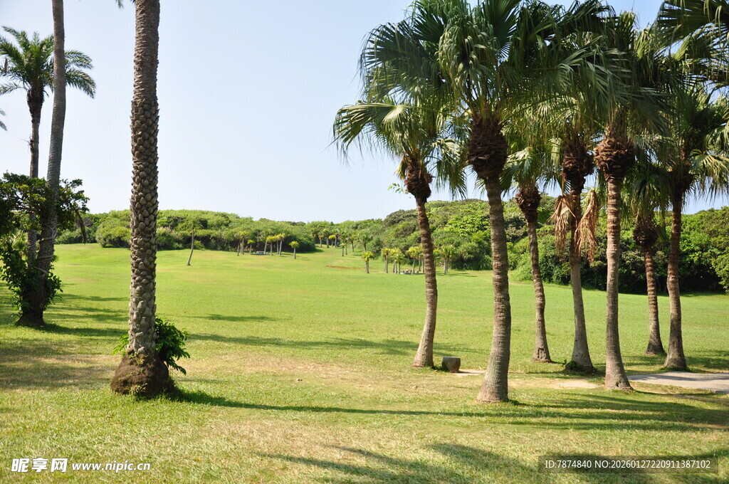 阳光草地间的棕榈树景观