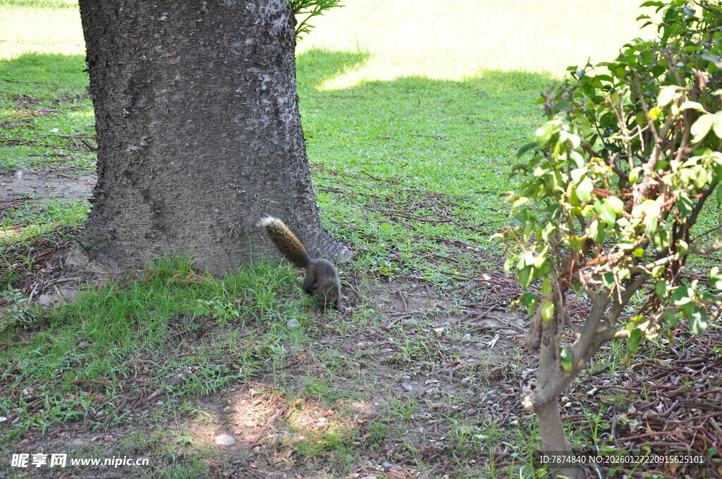 树下休憩的小鸟