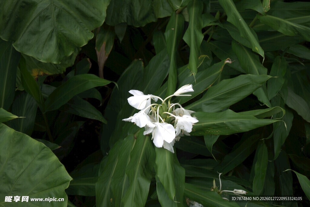 绿叶间的白色清新花卉