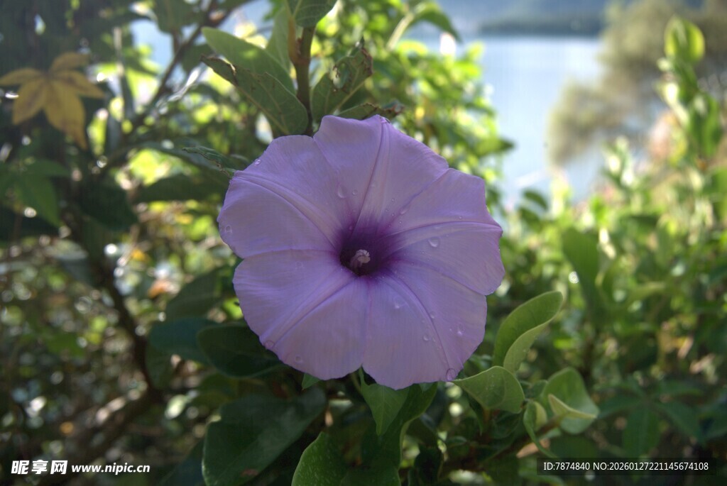 紫色牵牛花绽放于绿叶间