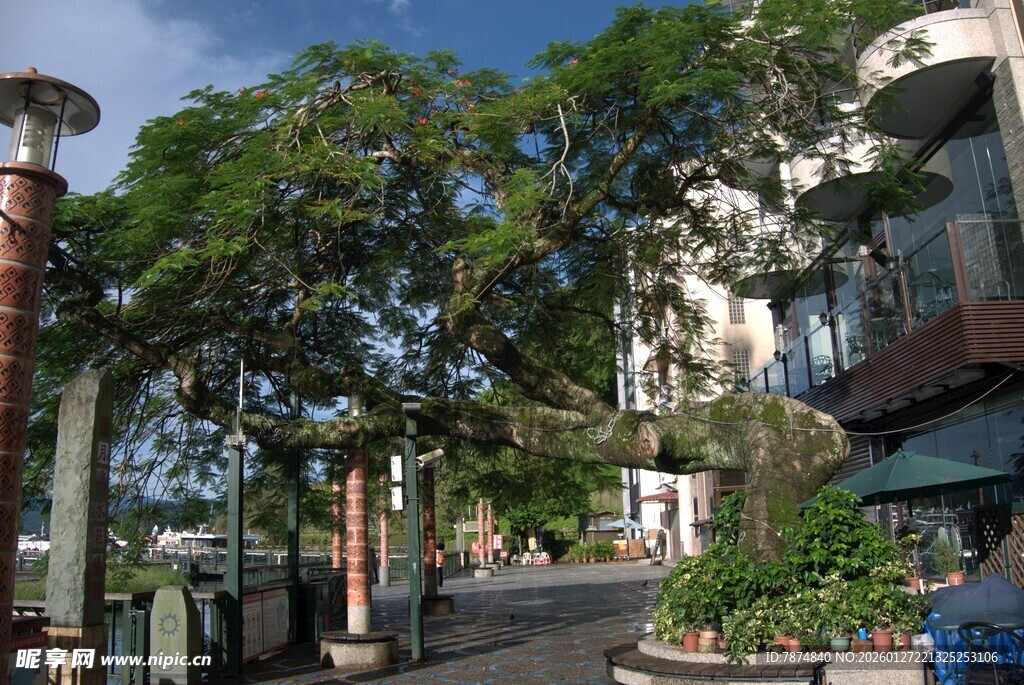 街道绿树旁的建筑景观