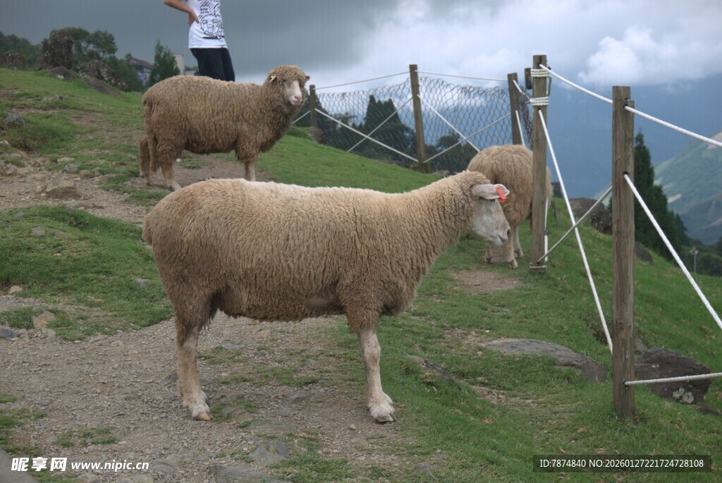 山坡上的两只可爱绵羊