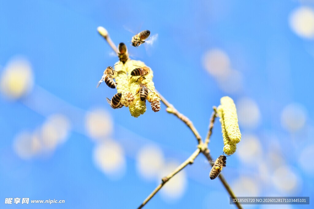 枝头绽放的黄色小花