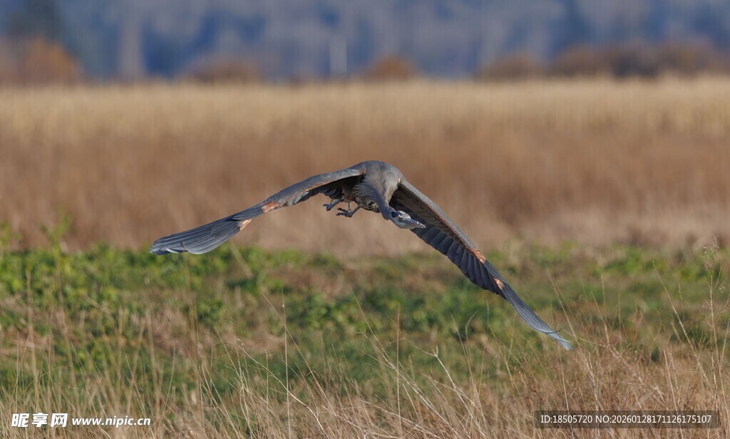 展翅翱翔的野鸟