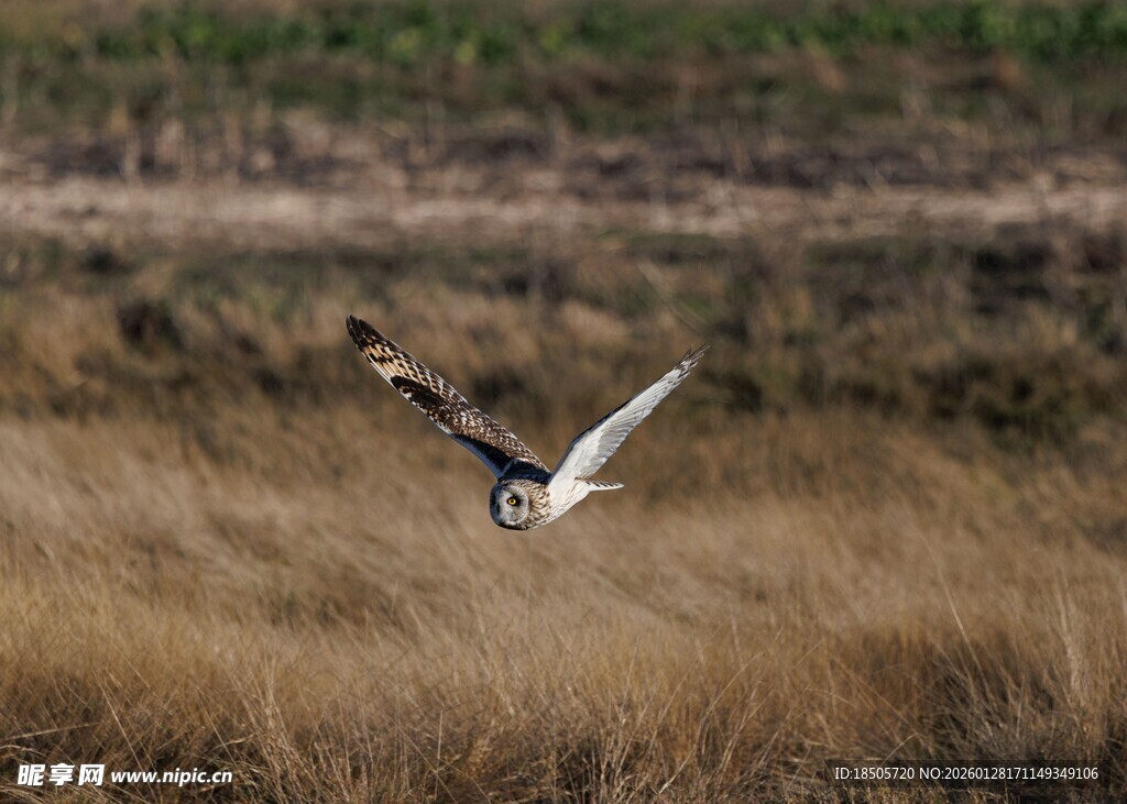 湿地中展翅飞翔的美丽鸟儿