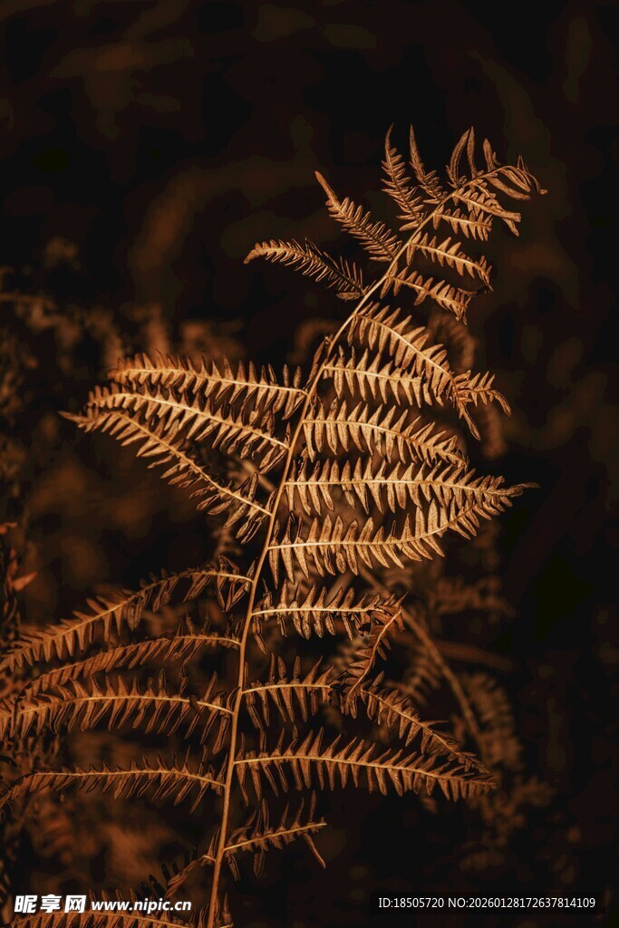 金黄蕨类植物特写