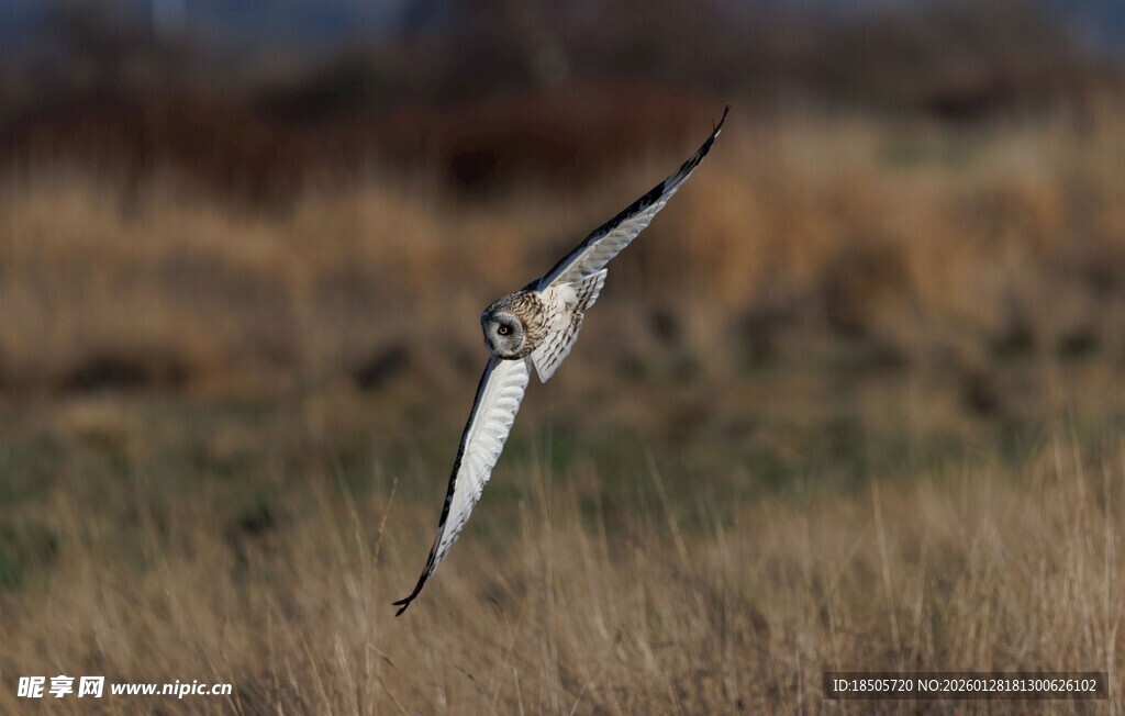 翱翔的长嘴鸟于旷野之上