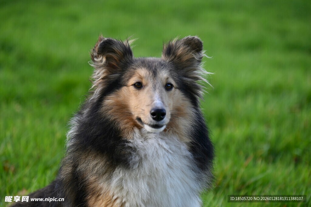 草地上的长毛牧羊犬