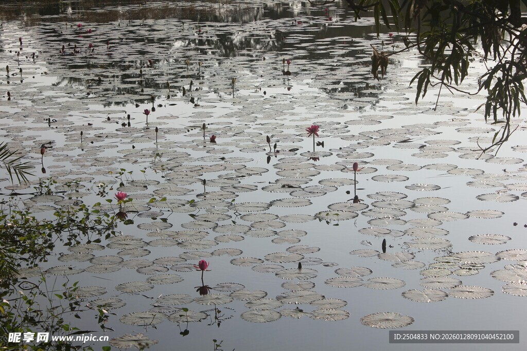 池塘漂浮物景象