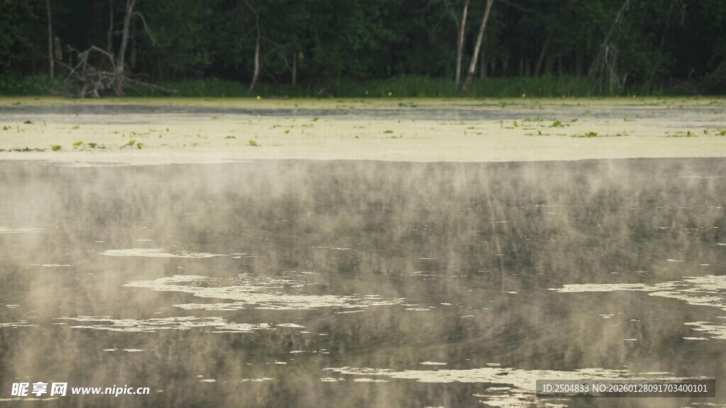 湿地景观 水面与远处树林