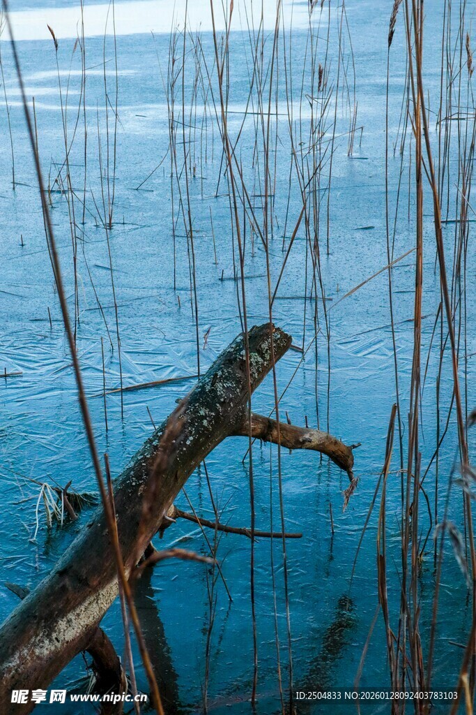 水中枯木景象