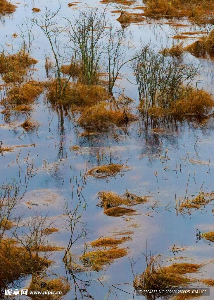 湿地沼泽景观