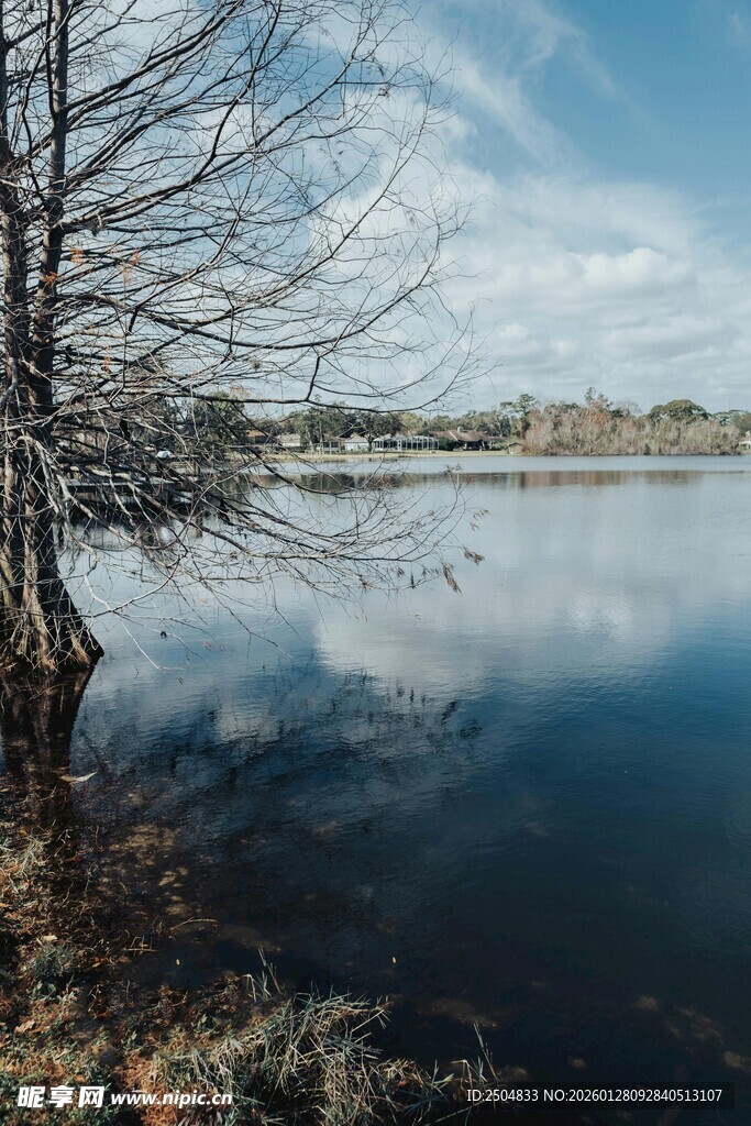 湖畔枯树 宁静自然景致