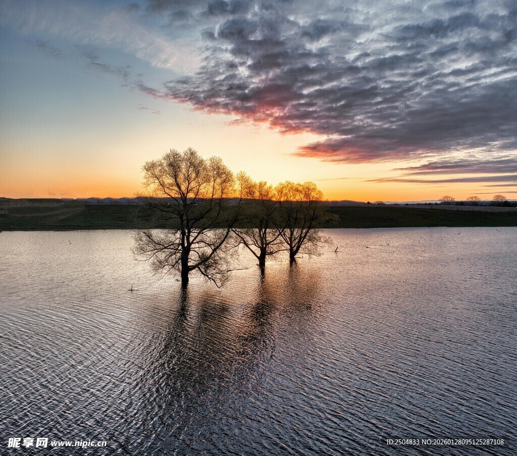 夕阳下水中孤树美景