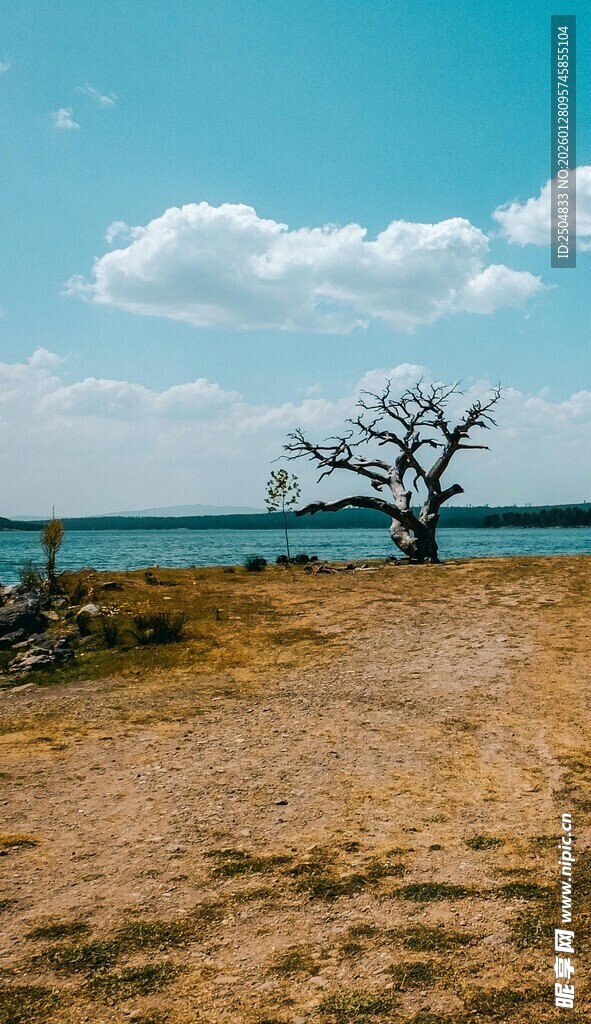 海边孤树 旷野中的静谧风景