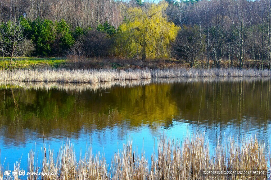 湖畔秋色 芦苇摇曳