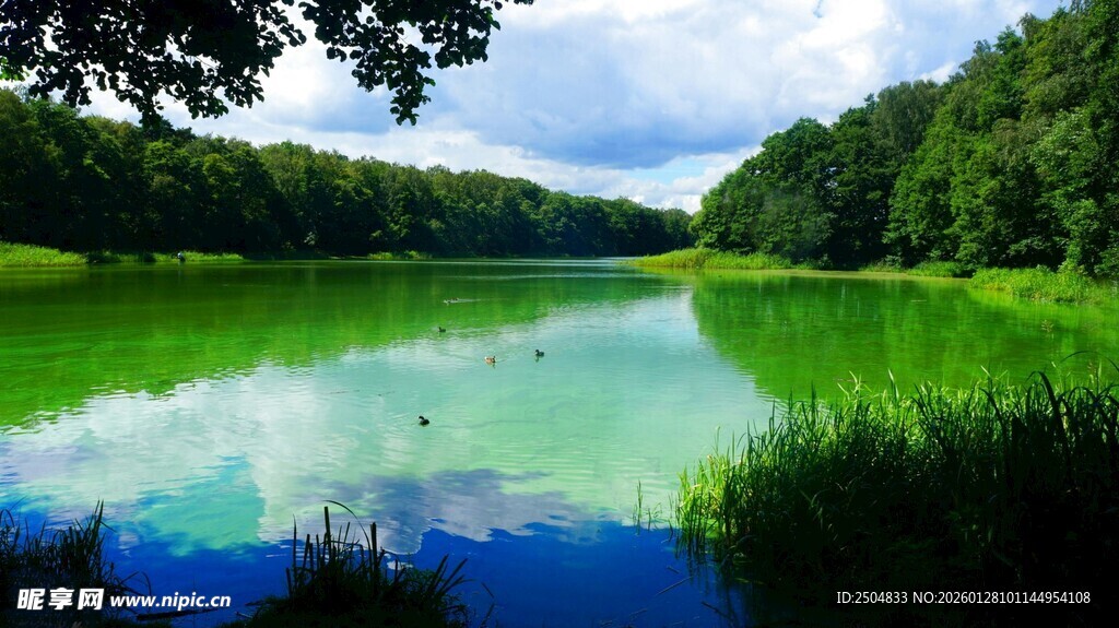 宁静湖畔绿意盎然的美景