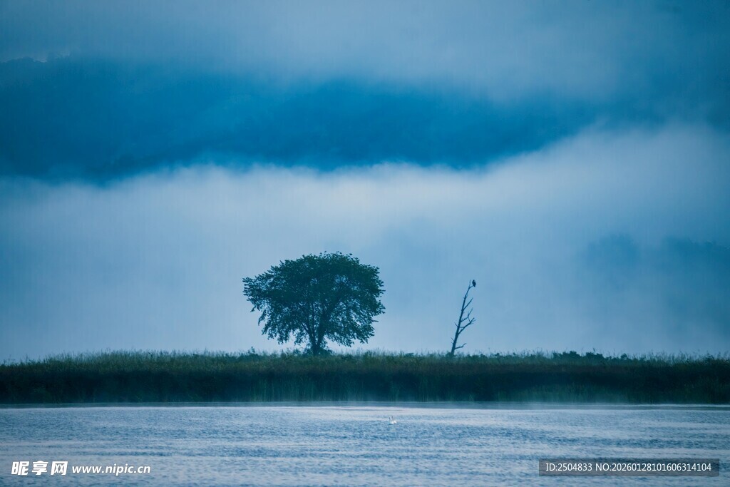 孤树屹立于水边的静谧风景
