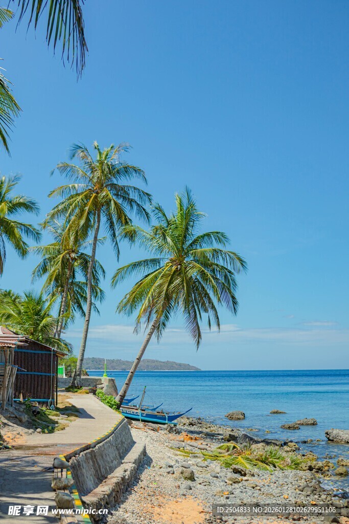 热带海滨风光 椰树伴海景