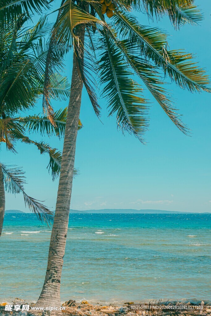 海边椰树风景