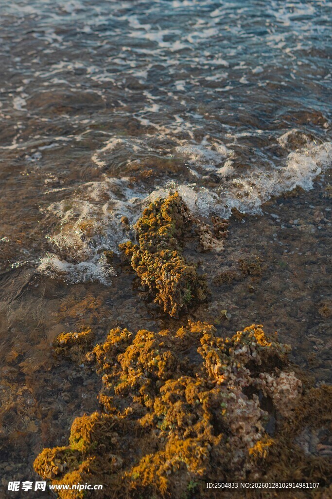 海浪拍击岸边金黄海藻