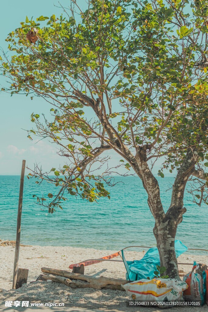 海边孤树旁的静谧场景