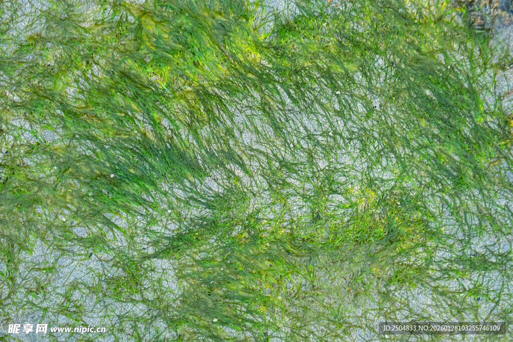 水面漂浮的绿色藻类植物