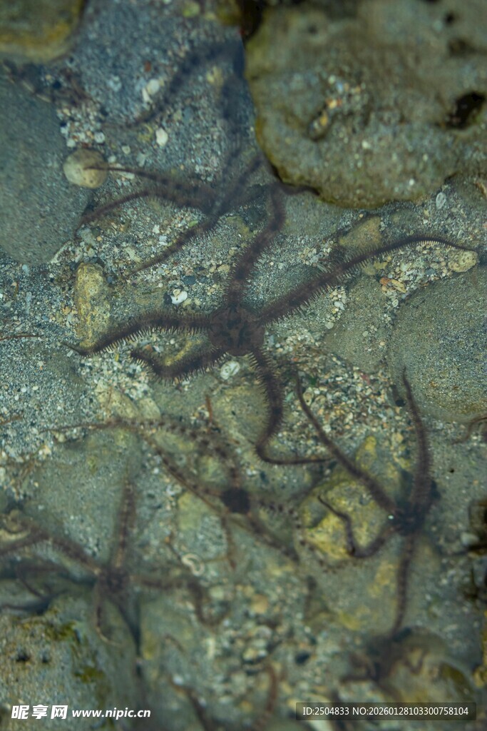 海底神秘紫色海星