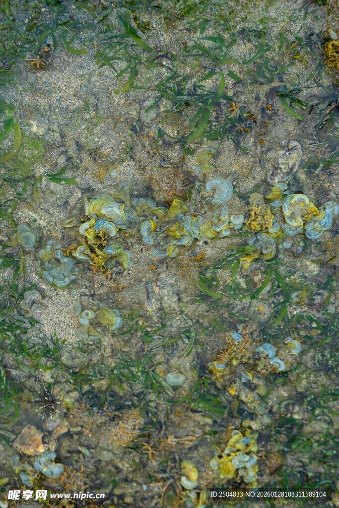 群蝶栖息于地面