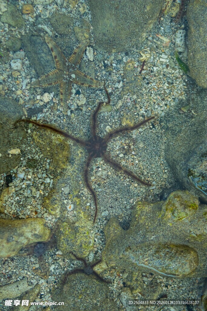 海底海星特写