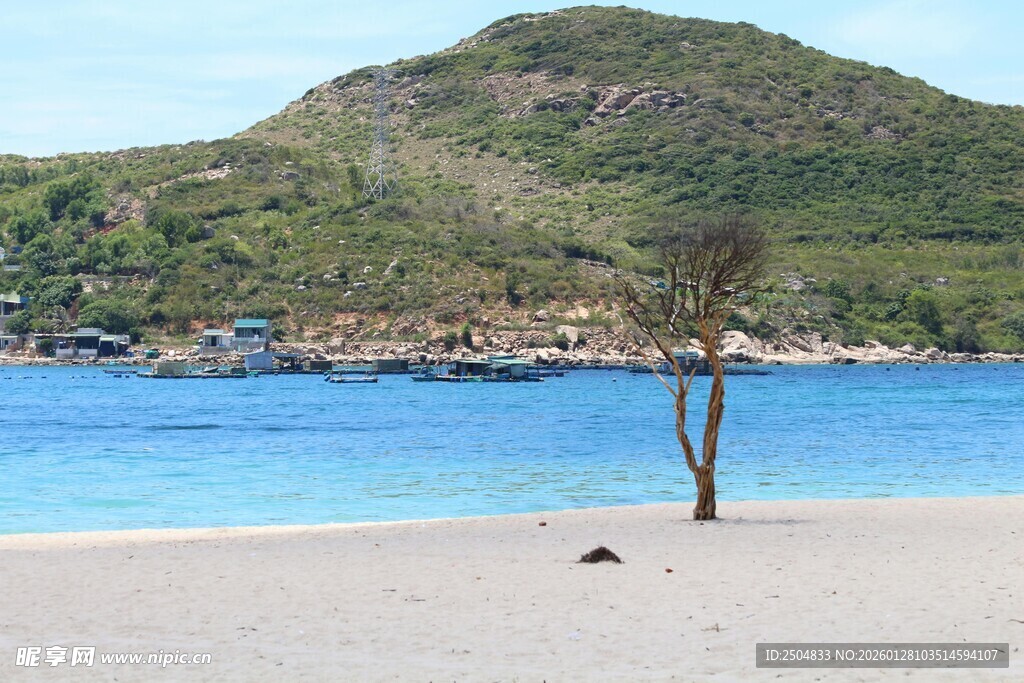 美丽海滩与孤树的景致