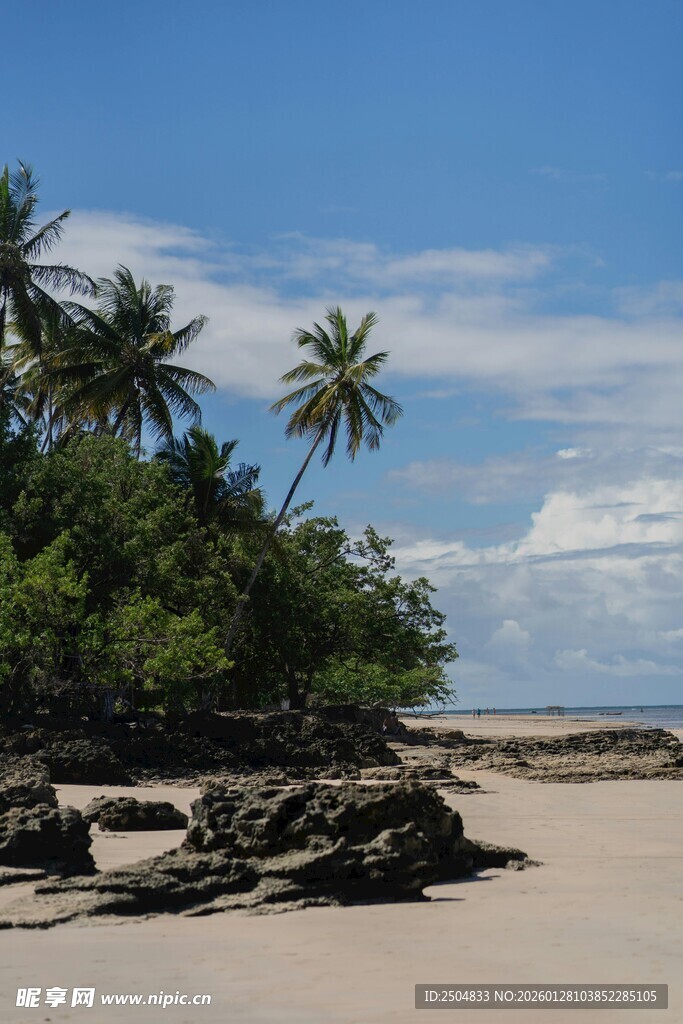 热带海滩风光 椰树与礁石