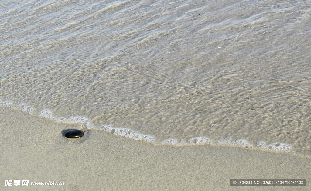 沙滩上的小海龟