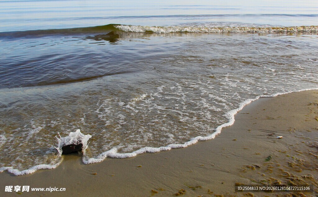 海边沙滩上的海浪与小狗