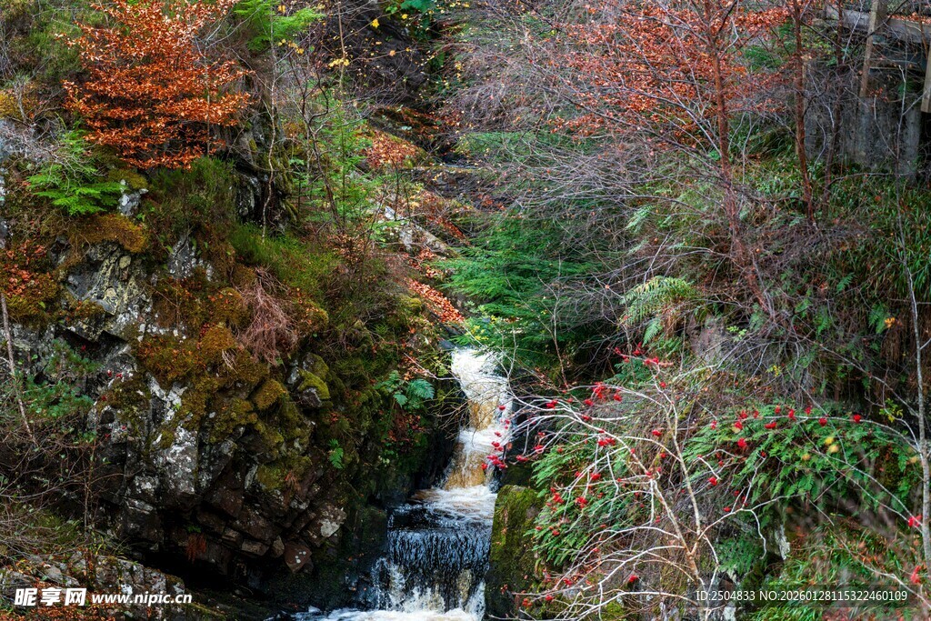 山间溪流旁的多彩植被