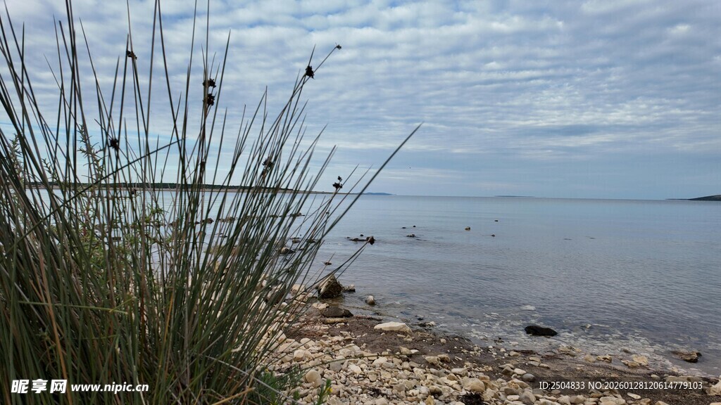 湖畔芦苇与宁静水面