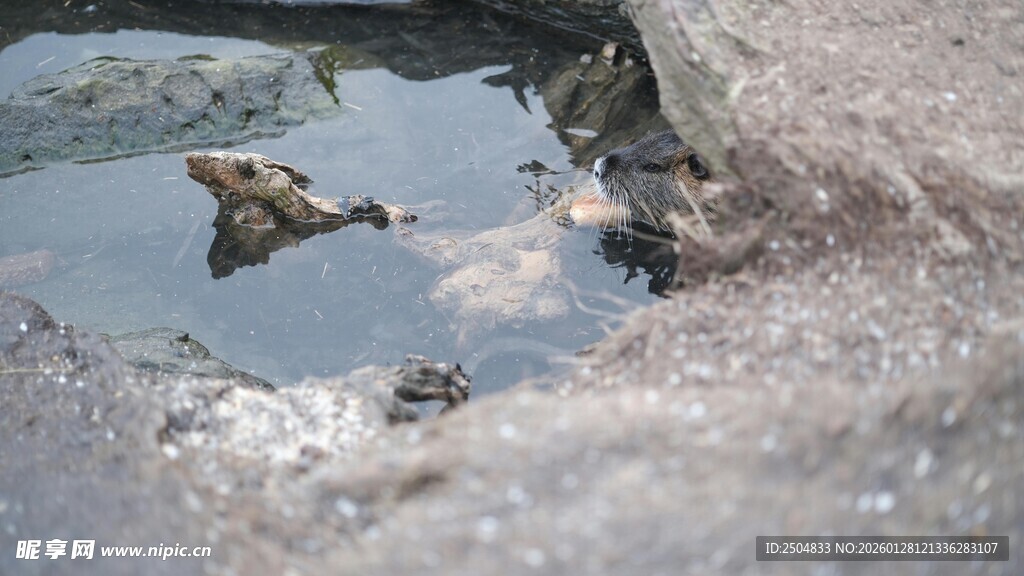岩石旁的浅水与漂浮物