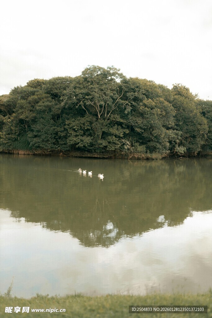 湖畔绿树与水中 禽