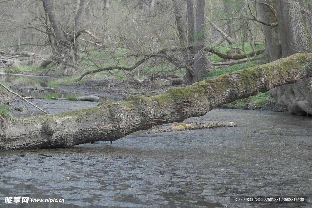 溪边横卧的苔藓覆盖枯木