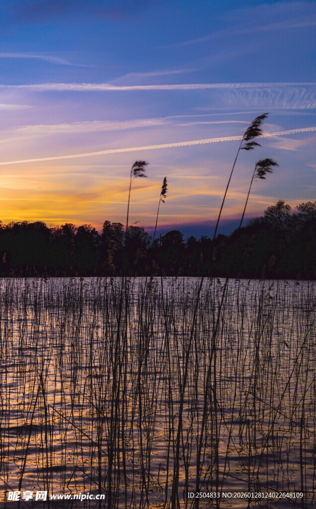 湖畔暮色中的芦苇摇曳