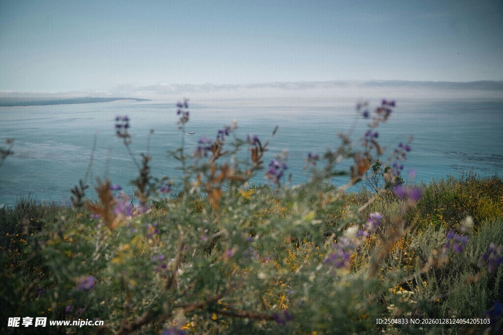海边花草景致
