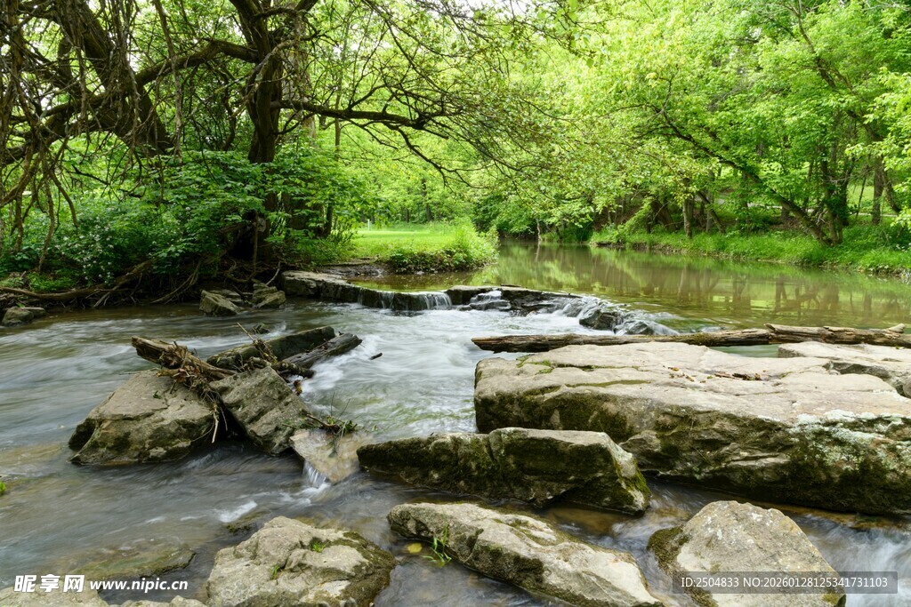 林间溪流 静谧自然景致