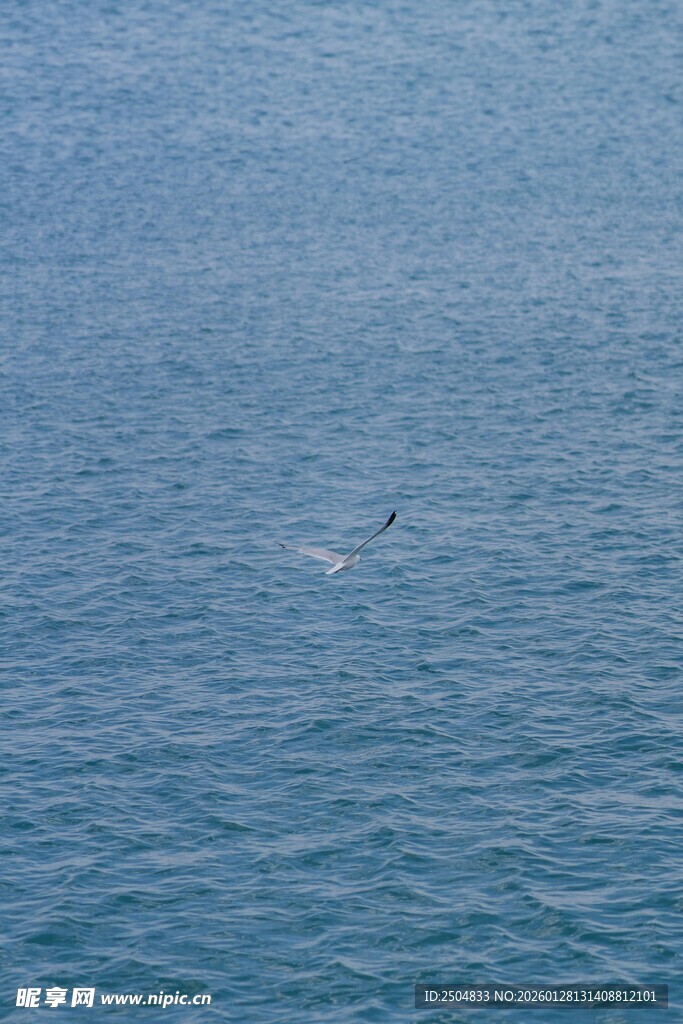 海面上飞翔的一只鸟