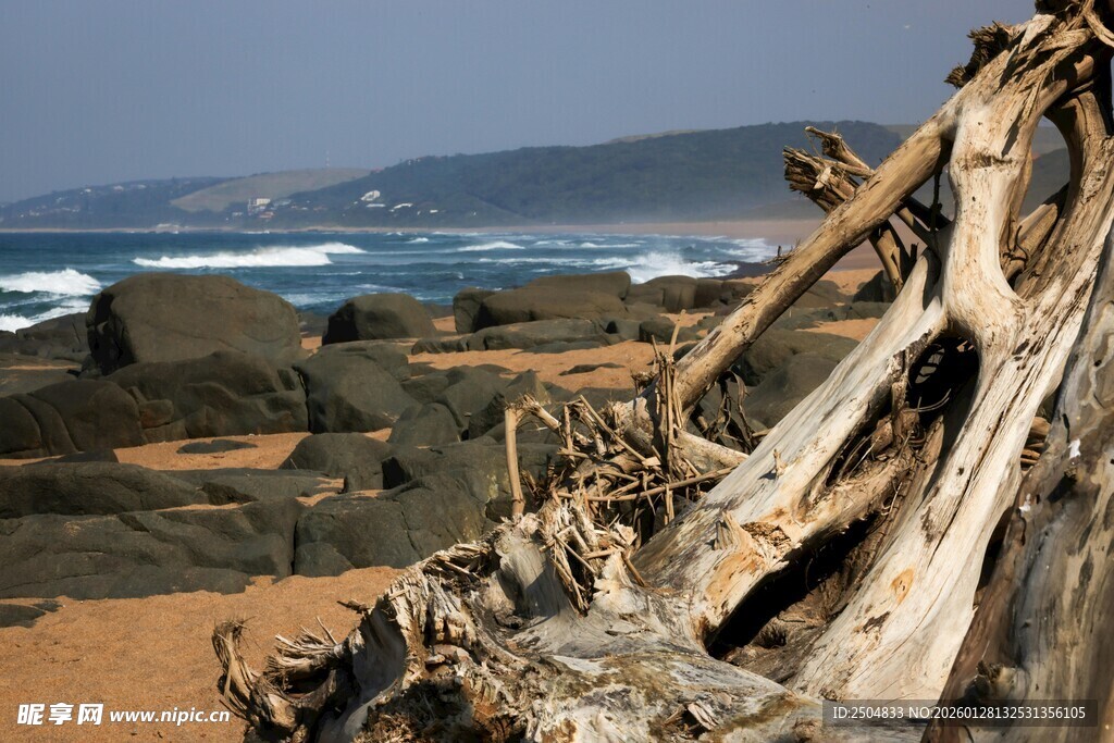 海岸边的枯木景观