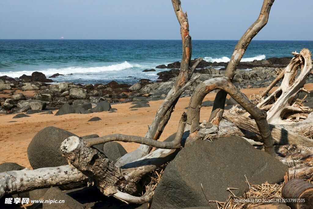 海岸边的枯木与海浪景观
