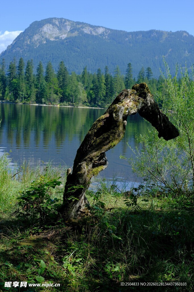 湖畔枯木与远山美景