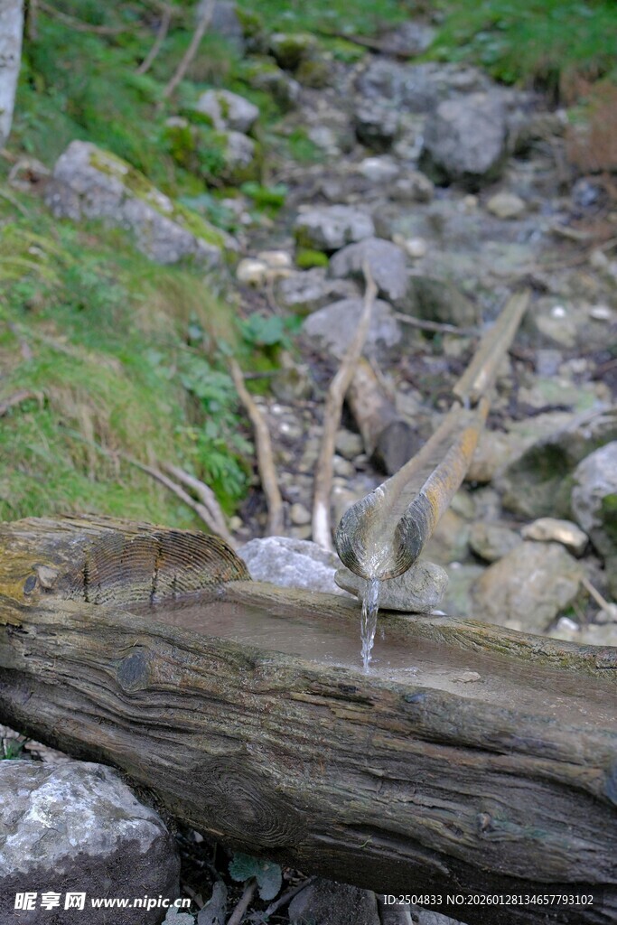 溪边木上的觅食小鸟